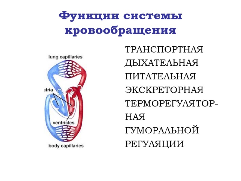 Функции системы кровообращения ТРАНСПОРТНАЯ ДЫХАТЕЛЬНАЯ ПИТАТЕЛЬНАЯ ЭКСКРЕТОРНАЯ ТЕРМОРЕГУЛЯТОР- НАЯ ГУМОРАЛЬНОЙ РЕГУЛЯЦИИ